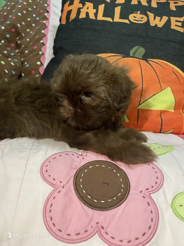 Osiris – Shih Tzu puppy for sale in Frankfort, KY