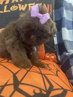 Osiris, a female Shih Tzu for sale in Frankfort, KY – 7 of 9