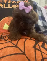 Osiris, a female Shih Tzu for sale in Frankfort, KY – 5 of 9