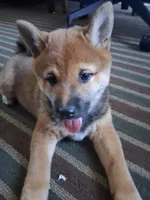 GABBY, a female Shiba Inu for sale in Dayton, OH – 1 of 9