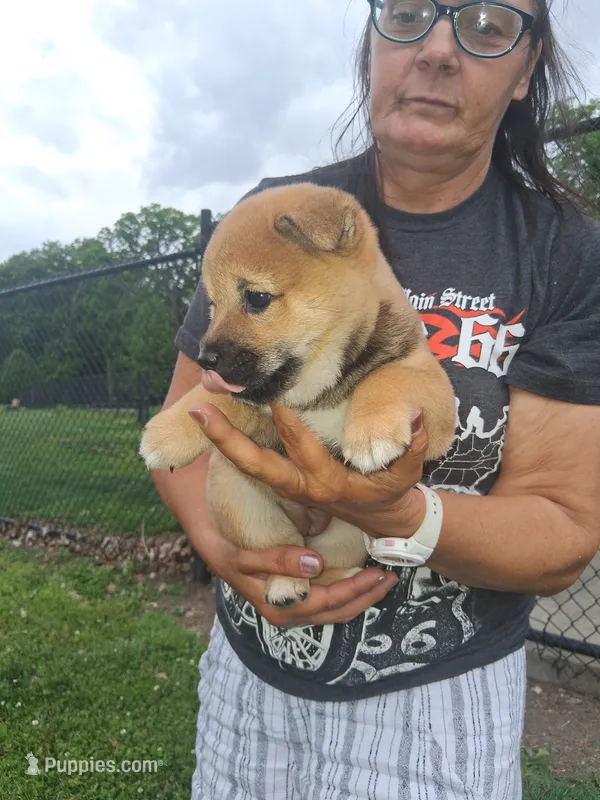 Sasha  – Shiba Inu puppy for sale in Dayton, OH