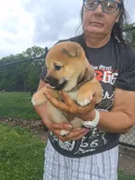 Sasha , a female Shiba Inu for sale in Dayton, OH – 1 of 5