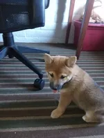 GABBY, a female Shiba Inu for sale in Dayton, OH – 7 of 9