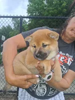 Sasha , a female Shiba Inu for sale in Dayton, OH – 2 of 5
