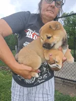 Sasha , a female Shiba Inu for sale in Dayton, OH – 3 of 5