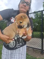 Sasha , a female Shiba Inu for sale in Dayton, OH – 4 of 5
