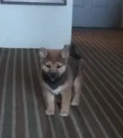 GABBY, a female Shiba Inu for sale in Dayton, OH – 5 of 9