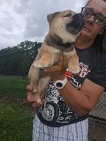 Sasha , a female Shiba Inu for sale in Dayton, OH – 5 of 5