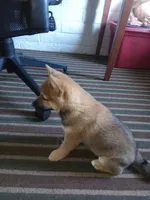 GABBY, a female Shiba Inu for sale in Dayton, OH – 6 of 9