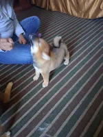 GABBY, a female Shiba Inu for sale in Dayton, OH – 2 of 9