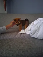 GABBY, a female Shiba Inu for sale in Dayton, OH – 3 of 9
