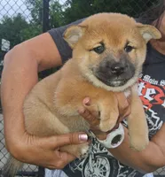 GABBY, a female Shiba Inu for sale in Dayton, OH – 4 of 9