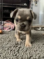 Boomer, a male French Bulldog for sale in Whitney, TX – 7 of 8