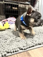 Samson, a male French Bulldog for sale in Whitney, TX – 2 of 5
