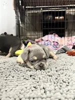 Boomer, a male French Bulldog for sale in Whitney, TX – 5 of 8
