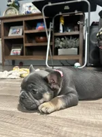 Princess, a female French Bulldog for sale in Whitney, TX – 6 of 10