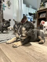 Princess, a female French Bulldog for sale in Whitney, TX – 5 of 10