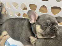 Samson, a male French Bulldog for sale in Whitney, TX – 5 of 5