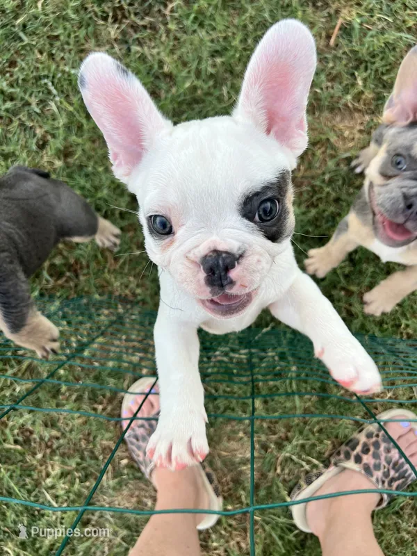 Jaxon – French Bulldog puppy for sale in Whitney, TX