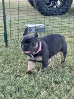 Princess , a female French Bulldog for sale in Whitney, TX – 8 of 8
