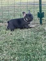Princess , a female French Bulldog for sale in Whitney, TX – 6 of 8