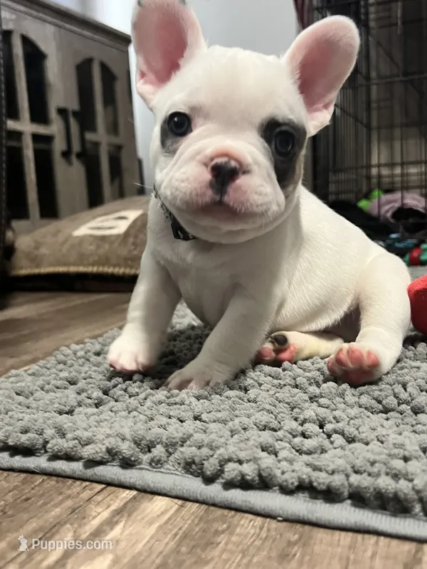 Jaxon – French Bulldog puppy for sale in Whitney, TX