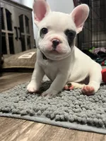 Jaxon, a male French Bulldog for sale in Whitney, TX – 1 of 10