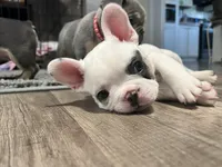 Jaxon, a male French Bulldog for sale in Whitney, TX – 6 of 10