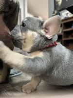 Boomer, a male French Bulldog for sale in Whitney, TX – 1 of 8