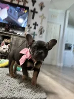 Princess , a female French Bulldog for sale in Whitney, TX – 4 of 8