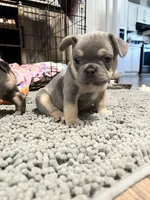 Boomer, a male French Bulldog for sale in Whitney, TX – 4 of 8