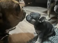 Samson, a male French Bulldog for sale in Whitney, TX – 4 of 5