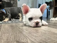 Jaxon, a male French Bulldog for sale in Whitney, TX – 3 of 10