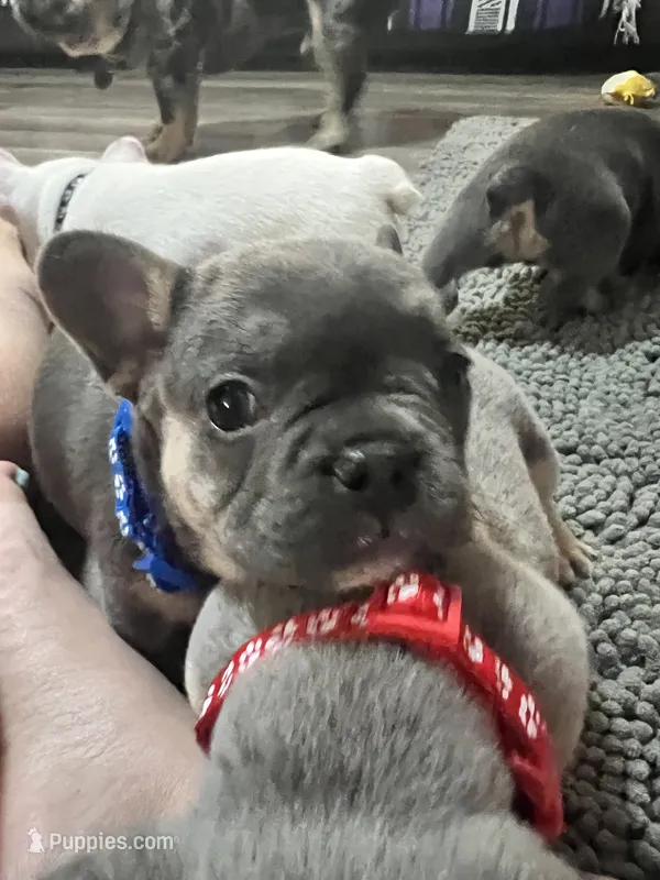 Samson – French Bulldog puppy for sale in Whitney, TX