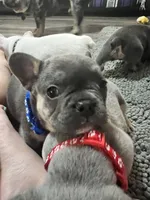 Samson, a male French Bulldog for sale in Whitney, TX – 1 of 5