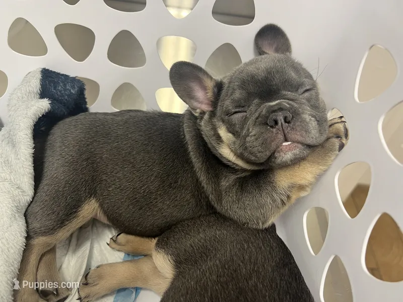 Cecilia – French Bulldog puppy for sale in Whitney, TX