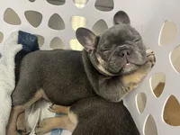 Cecilia, a female French Bulldog for sale in Whitney, TX – 4 of 10