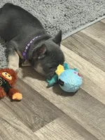 Cecilia, a female French Bulldog for sale in Whitney, TX – 8 of 10