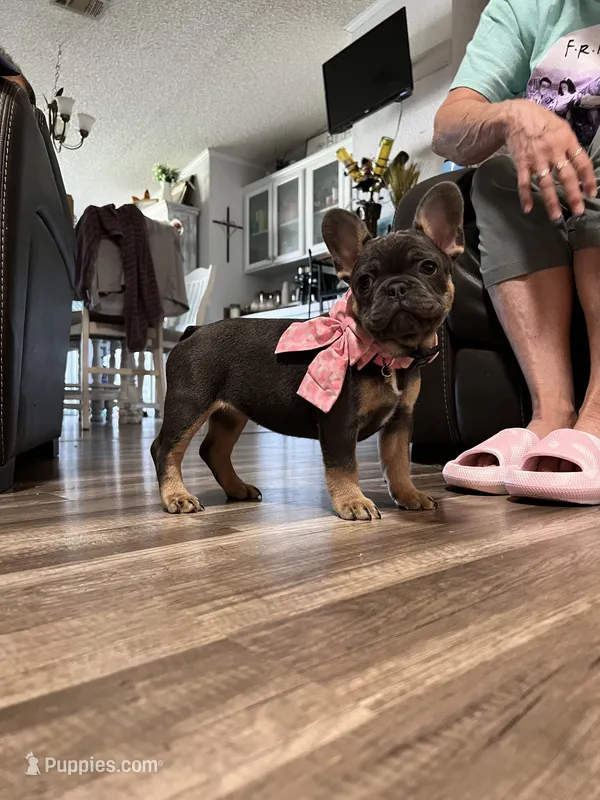 Princess  – French Bulldog puppy for sale in Whitney, TX