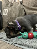 Cecilia, a female French Bulldog for sale in Whitney, TX – 9 of 10