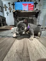 Cecilia, a female French Bulldog for sale in Whitney, TX – 10 of 10