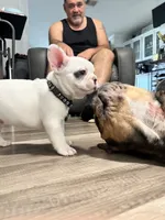 Jaxon, a male French Bulldog for sale in Whitney, TX – 4 of 10