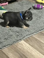 Samson, a male French Bulldog for sale in Whitney, TX – 3 of 5