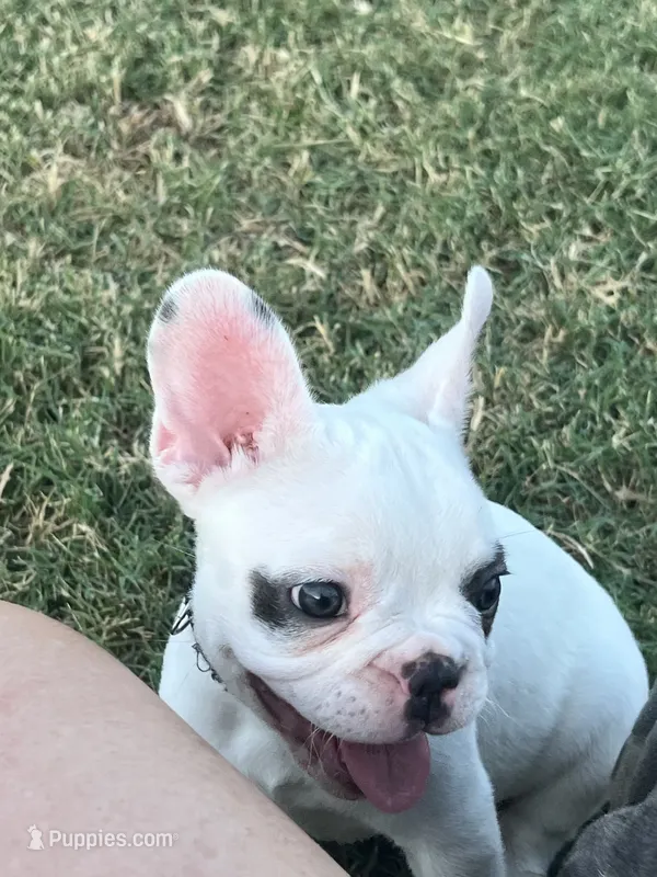 Jaxon – French Bulldog puppy for sale in Whitney, TX