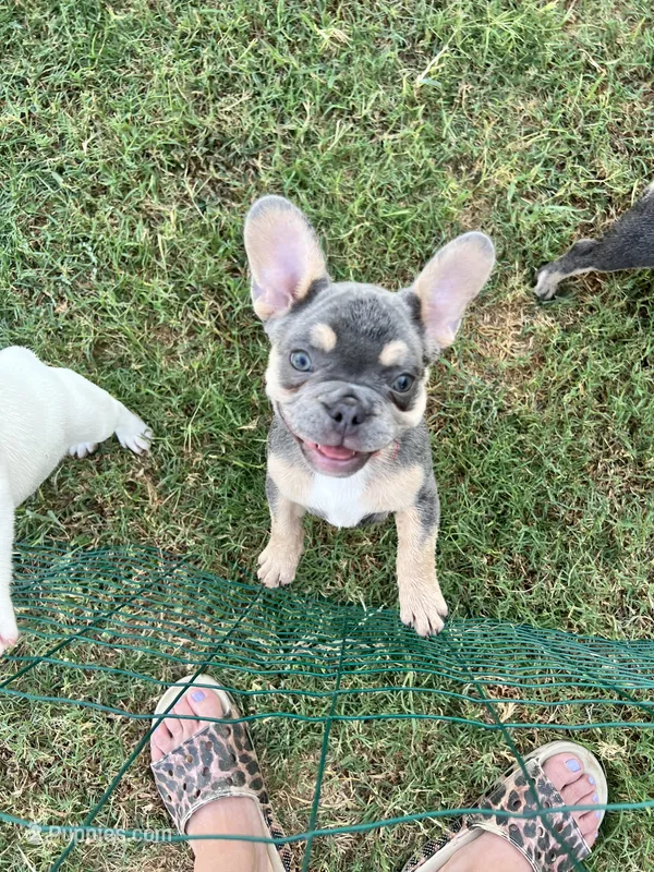Boomer – French Bulldog puppy for sale in Whitney, TX