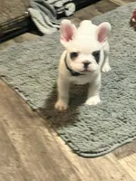 Jaxon, a male French Bulldog for sale in Whitney, TX – 5 of 10