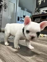 Jaxon, a male French Bulldog for sale in Whitney, TX – 9 of 10