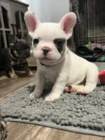 Jaxon, a male French Bulldog for sale in Whitney, TX – 2 of 10