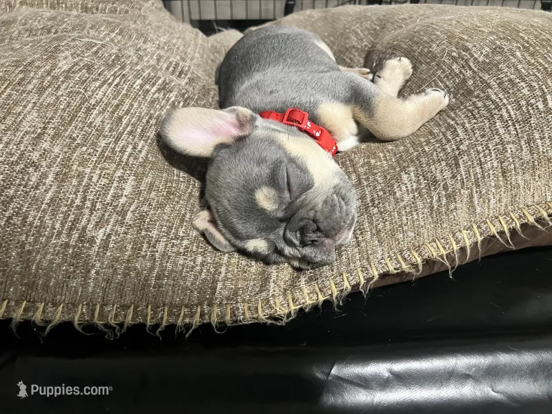 Boomer – French Bulldog puppy for sale in Whitney, TX
