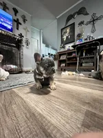 Princess, a female French Bulldog for sale in Whitney, TX – 7 of 10